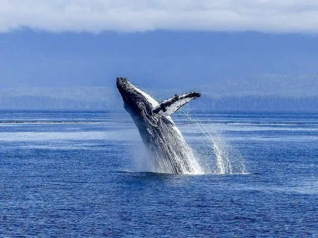 humpback-whale-436120_1280.jpg